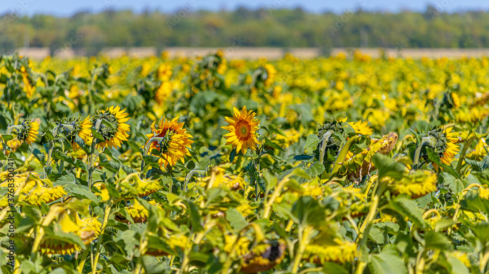 Field of sunflowers. One sunflower looks against all the others