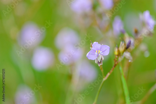 Murdannia giganteum, The Thai violet flower with native name is 'Hnorn Narg' © photopk