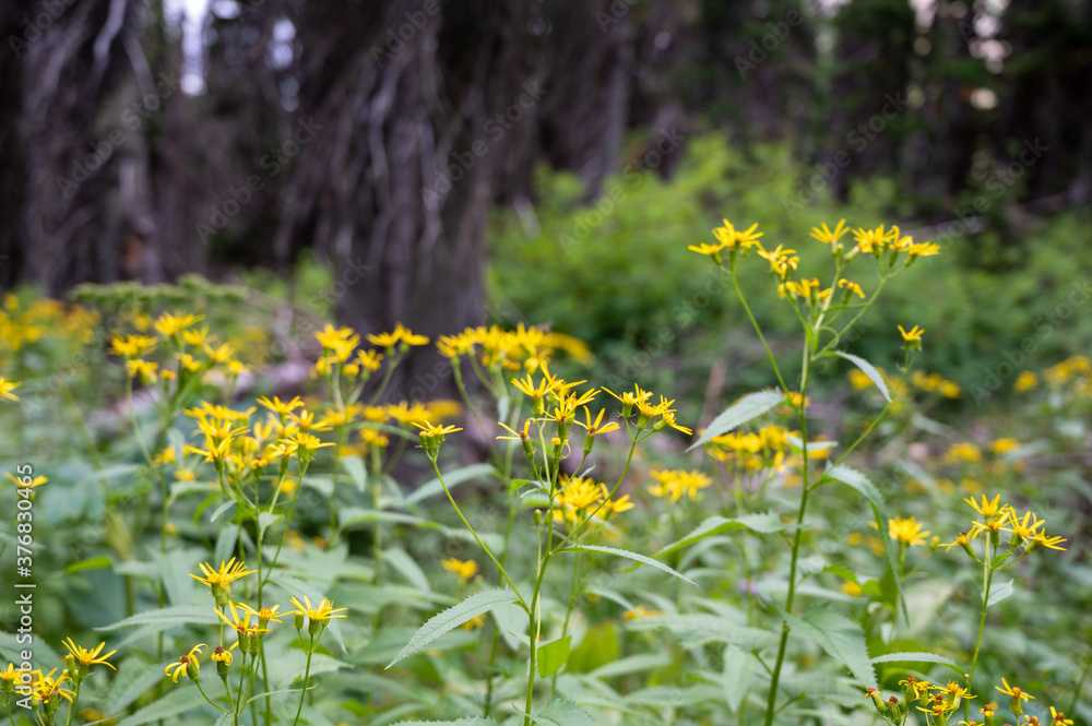 Obraz premium field of yellow flowers