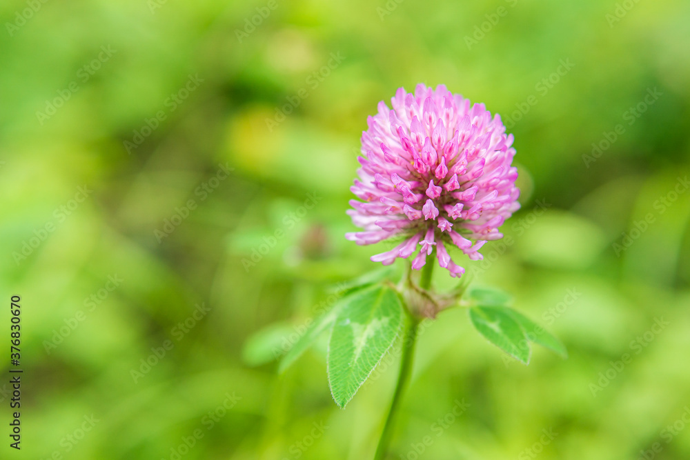 Closeup natural view of flower under summer sunlight with blurred background. Closeup natural view of flower under summer sunlight with blurred background.