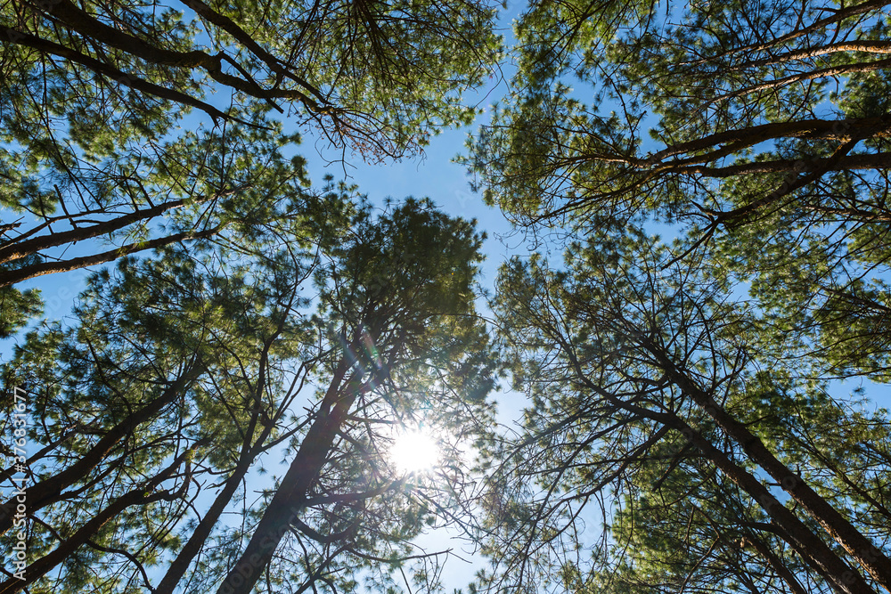 Fototapeta premium The pine forest often appears in high mountains. Under khasiya Pine (Pinus kesiya) with worm eye view concept. Old large tree in the forest.