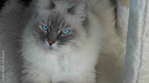 Closeup of a domestic cat with beautiful blue eyes.(Felis catus)
