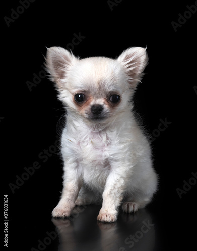 puppy chihuahua in studio © cynoclub