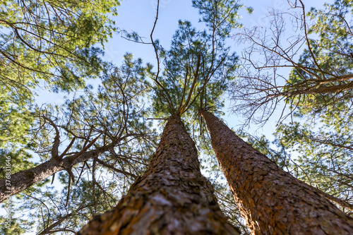 The pine forest often appears in high mountains. Under khasiya Pine (Pinus kesiya) with worm eye view concept. Old large tree in the forest. photo