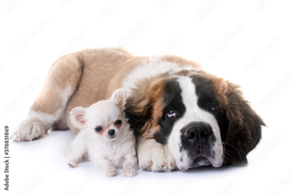 puppies chihuahua and saint bernard puppies chihuahua and saint bernard