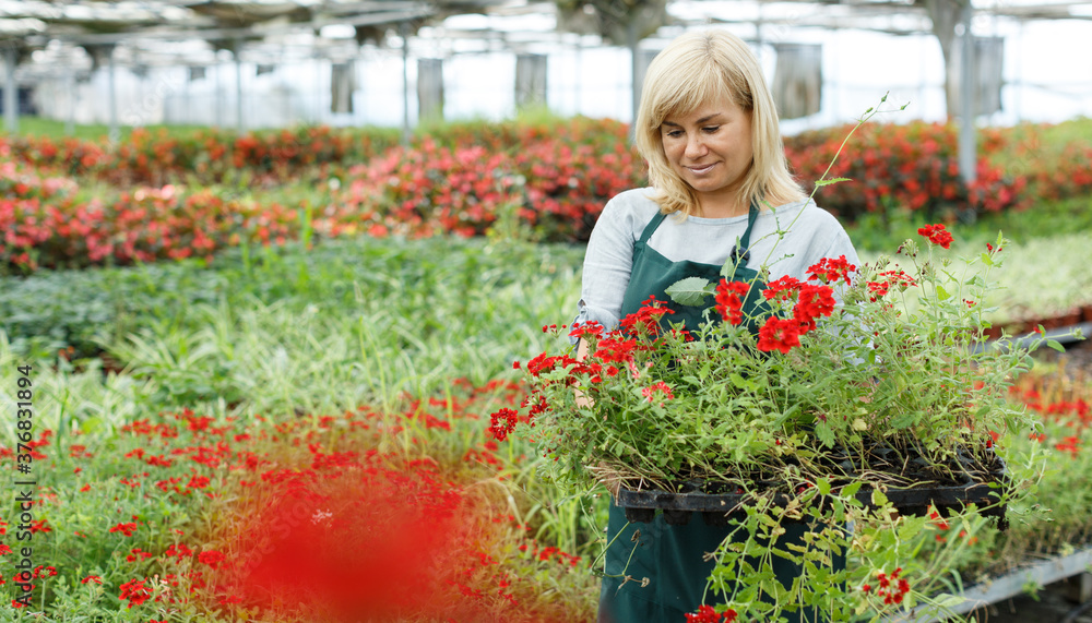 Positive woman florist holding crates with vervena plants while gardening in greenhouse
