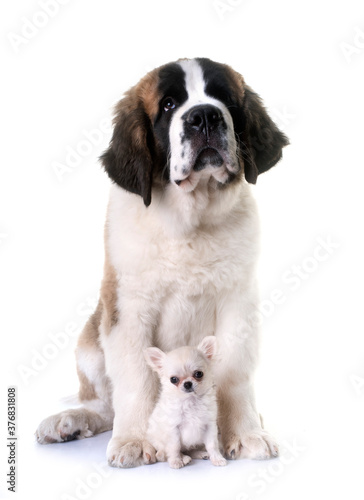 puppies chihuahua and saint bernard