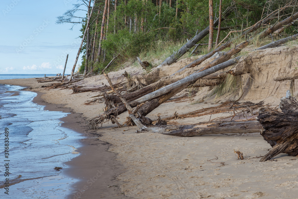 trees felled after a storm on the seashore trees felled after a storm on the seashore