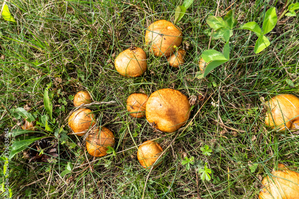 photo boletus mushrooms growing in the summer in the meadow photo boletus mushrooms growing in the summer in the meadow