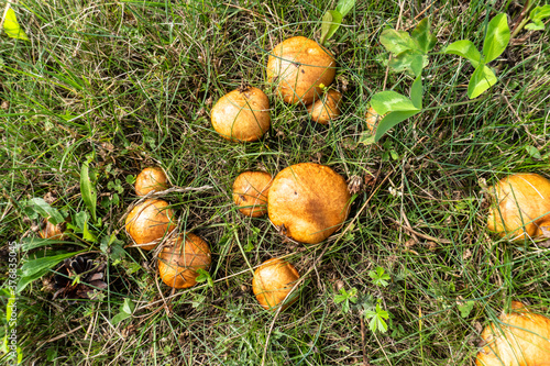 photo boletus mushrooms growing in the summer in the meadow