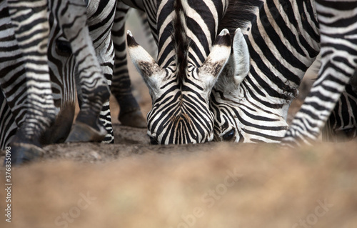 A heard of Zebra  Equus quagga  drinking from a waterhole. Kenya.