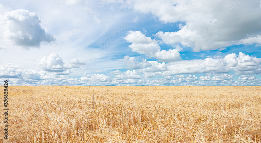 A huge field of Golden wheat, close-up. Grain harvesting in rural areas. Wheat harvest.