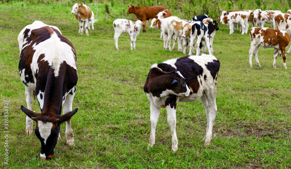 Herd of cows and calves on a green field in the Smolensk region, Russia