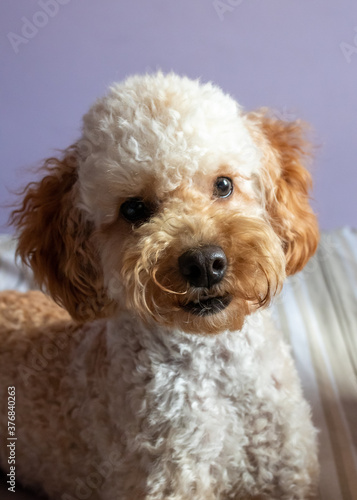 portrait of a poodle puppy © Alvaro