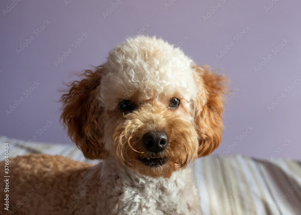 portrait of a poodle puppy
