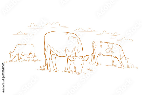 Cows graze in the meadow. Hand drawn sketch. Animal farm. Dairy product. Rural landscape panorama. Milk produce.