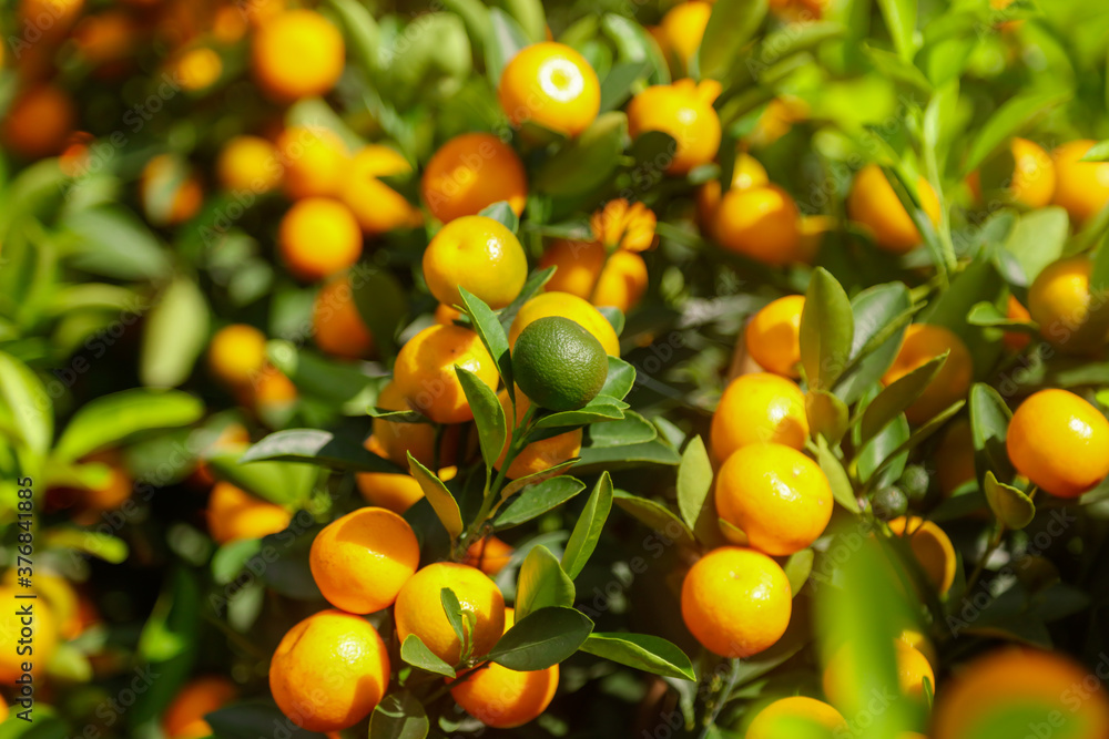 Ripe tangerines on the branches of a tree