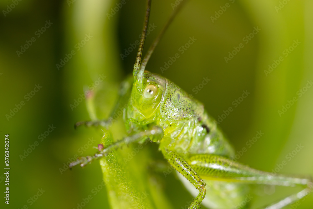 Green grasshopper in grassy vegetation. Green grasshopper in grassy vegetation.