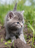 Portrait of a little kitten in green grass