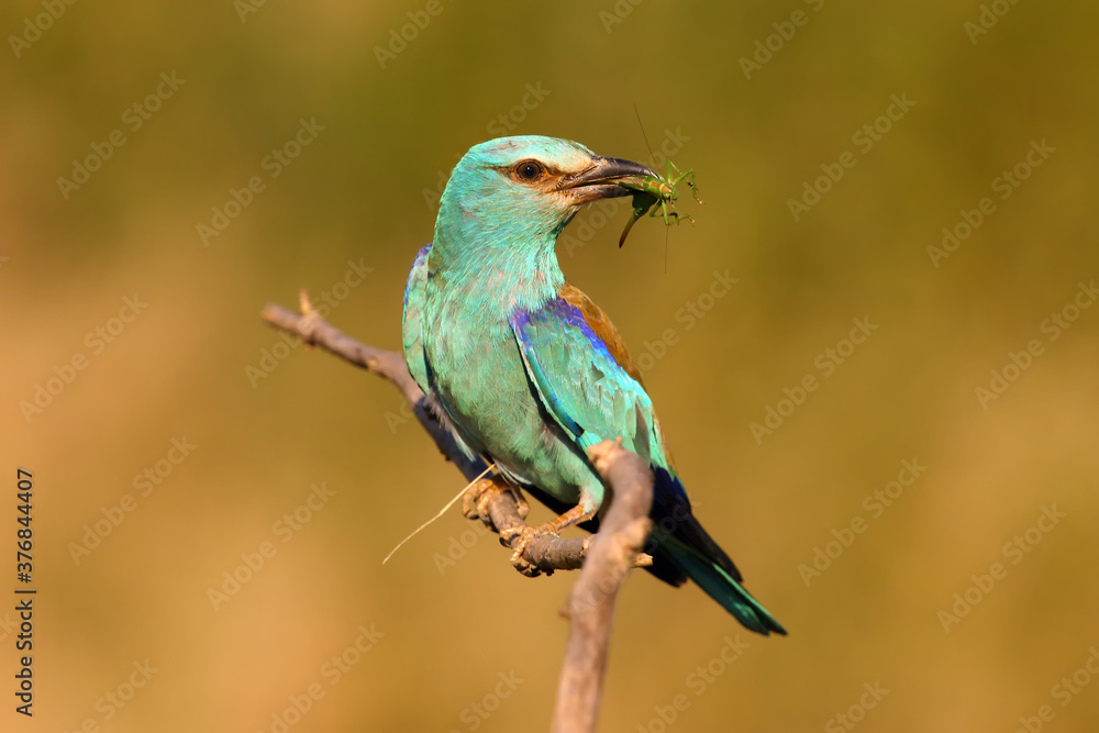 The European roller (Coracias garrulus) sitting on a branch in its beak and locust, portrait. A large blue bird sitting on a branch with prey in its beak with a yellow background.