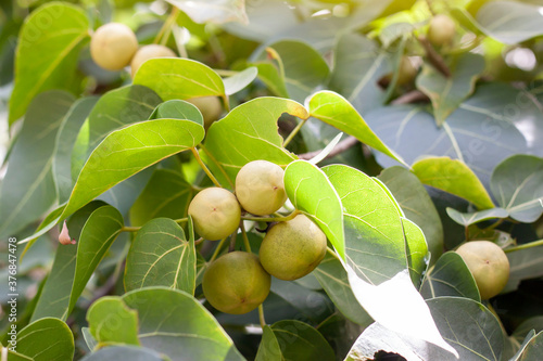 Fruits of Yellow mallow tree, Coast cotton tree or Hibiscus tilliaceus is a Thai herb. photo