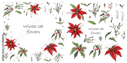 Set of winter flowers (poinsettia, white mistletoe, Holly) isolated on a white background. realistic hand-drawn doodles, colorful ornaments, decorations for seasonal cards,. Vintage style