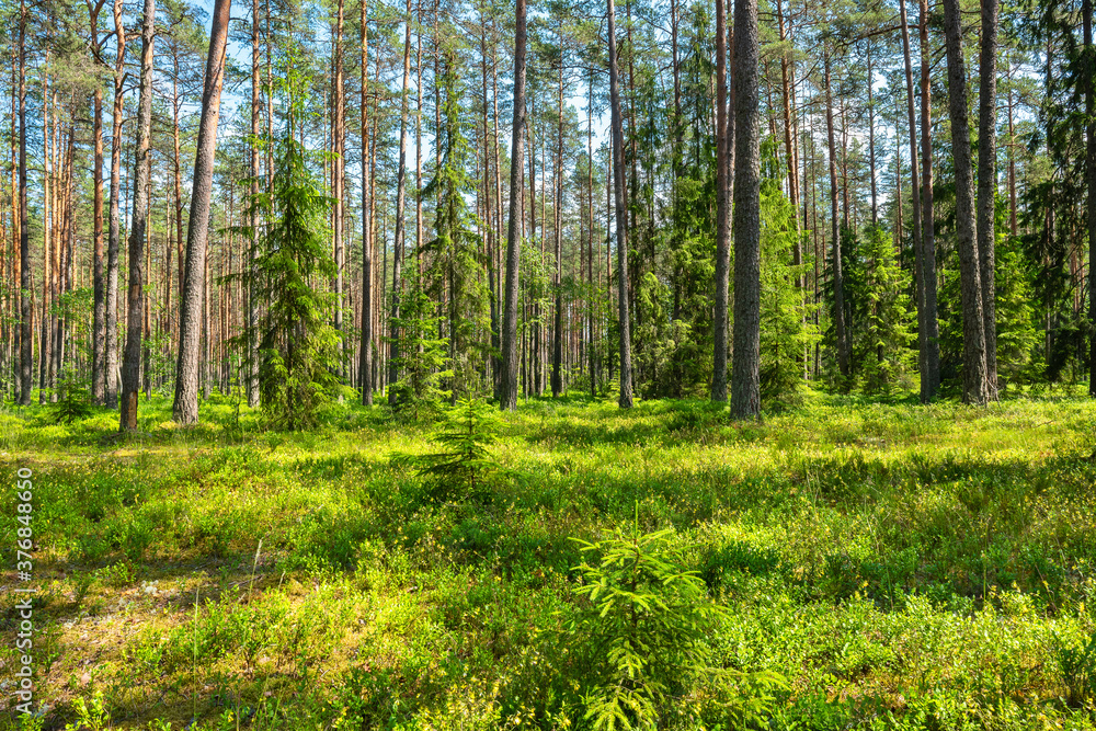 Fototapeta premium Pine forest. Estonia