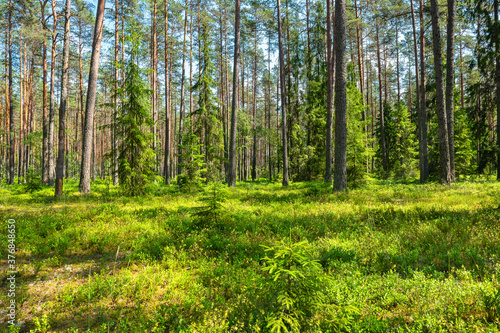 Fototapeta Naklejka Na Ścianę i Meble -  Pine forest. Estonia