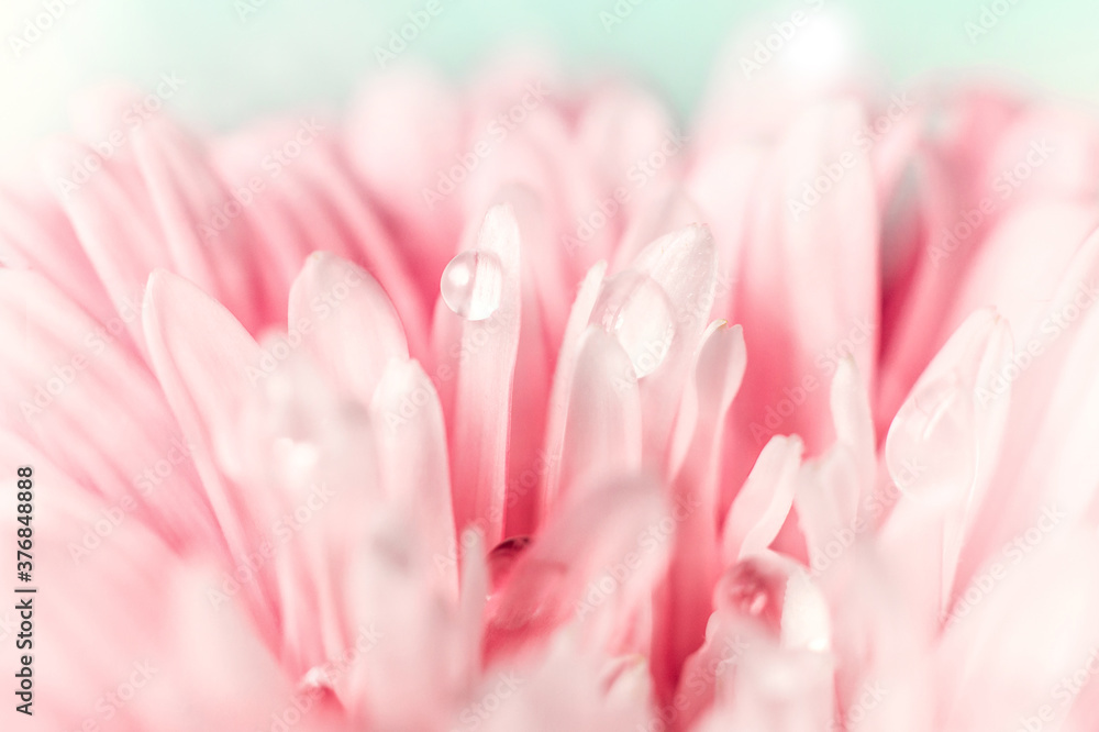 Beautiful drop of water on petal of pink aster flower close-up macro