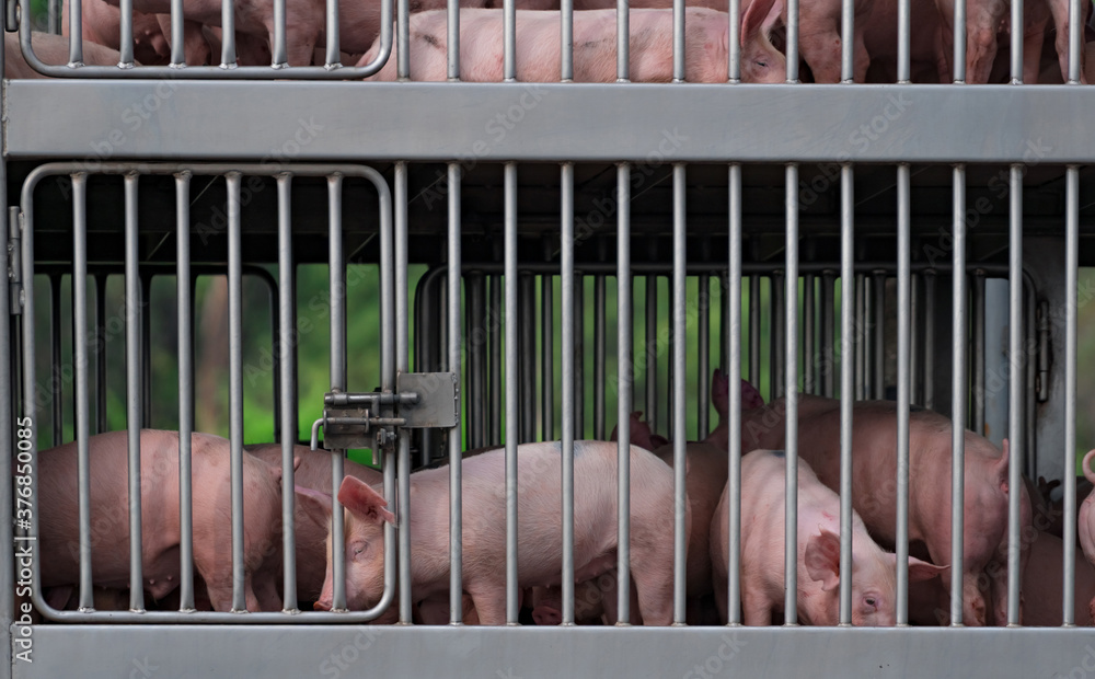 Pigs in truck transport from farm to slaughterhouse. African swine fever  (ASF) and swine flu concept.