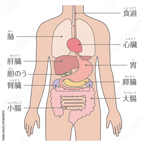 人間の身体（臓器・内臓）文字あり_カラー