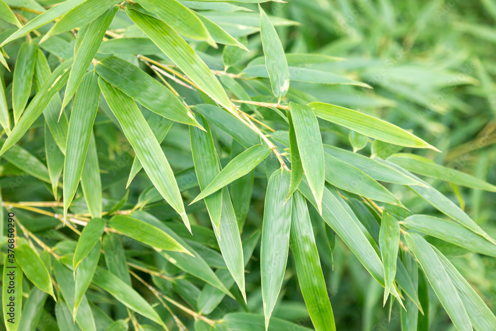 Fototapeta premium green fresh summer bamboo leaf.