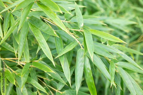 green fresh summer bamboo leaf.