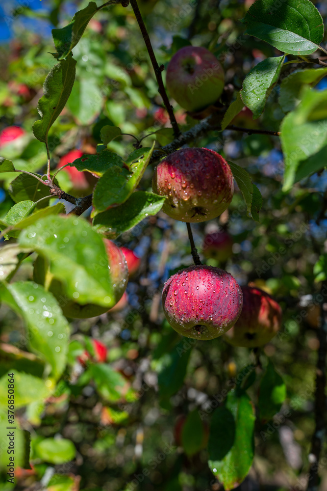 Roter Apfel umgeben von grünen Blättern am Baum Roter Apfel umgeben von grünen Blättern am Baum