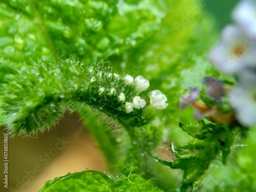 Heliotropium indicum (Sangketan, buntut tikus, Indian heliotrope, Indian Turnsole, Heliophytum indicum, Heliotropium parviflorum, Tiaridium indicum) with a natural background photo