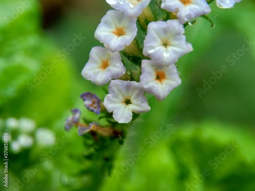 Heliotropium indicum (Sangketan, buntut tikus, Indian heliotrope, Indian Turnsole, Heliophytum indicum, Heliotropium parviflorum, Tiaridium indicum) with a natural background
