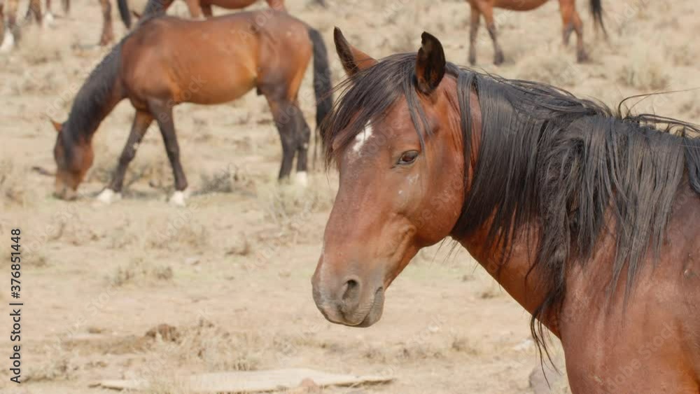 Close Up Shot of Wild Mustang Turning to Look at Camera - Shallow Depth of Field - Slow Motion Close Up Shot of Wild Mustang Turning to Look at Camera - Shallow Depth of Field - Slow Motion