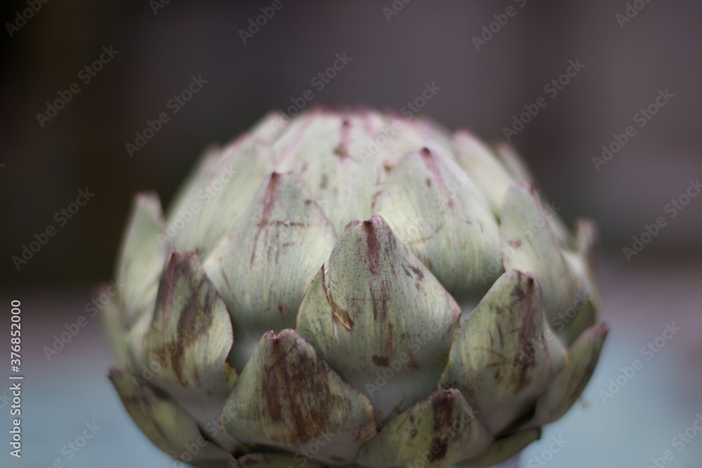 Simple image of artichoke against blurred grey background with copyspace Simple image of artichoke against blurred grey background with copyspace