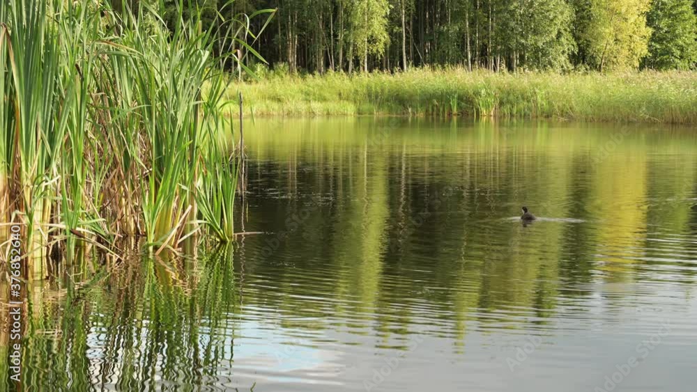 Landscape of a small forest lake overgrown with reeds. Calm lake surface. Landscape of a small forest lake overgrown with reeds. Calm lake surface.