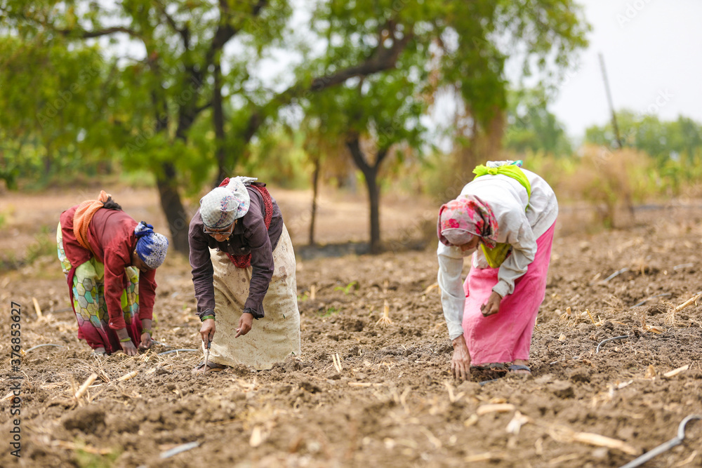 Indian lady working at field Stock Photo | Adobe Stock