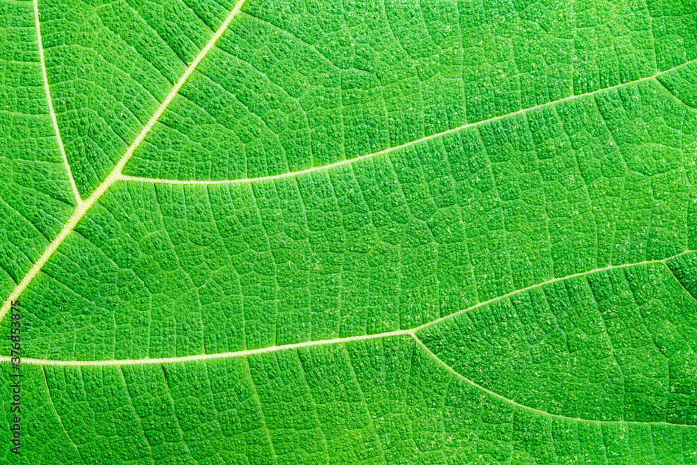 Closeup abstract texture of green leaf. Macro photo of green leaf as background. Closeup abstract texture of green leaf. Macro photo of green leaf as background.