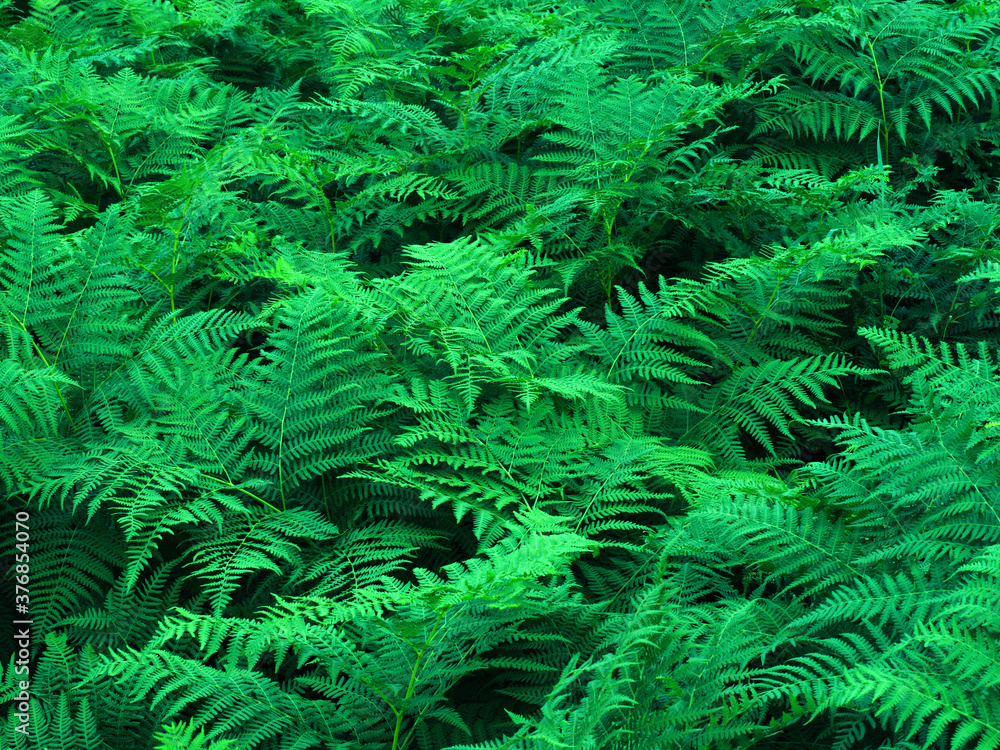 Ferns in the forest. Beautiful ferns leaves green foliage. Close up of beautiful growing ferns in the forest. 