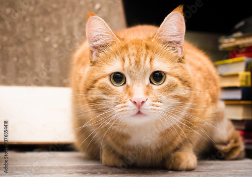 cute ginger cat looking at the camera