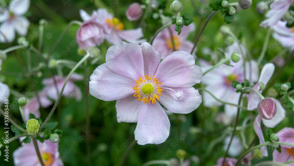Fototapeta premium Close up of an anemone in the garden