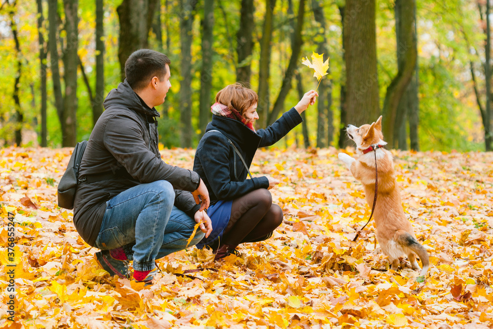Happy couple playing with Corgi dog in sunny autumn park. Man and woman having fun outdoors with pet.