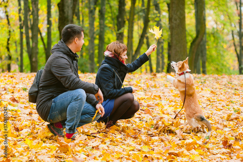 Obraz na płótnie Happy couple playing with Corgi dog in sunny autumn park. Man and woman having fun outdoors with pet. w salonie