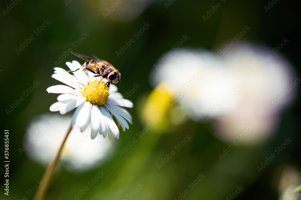 Macro photo of a flying insect on the beautiful white flowers is in the garden Macro photo of a flying insect on the beautiful white flowers is in the garden