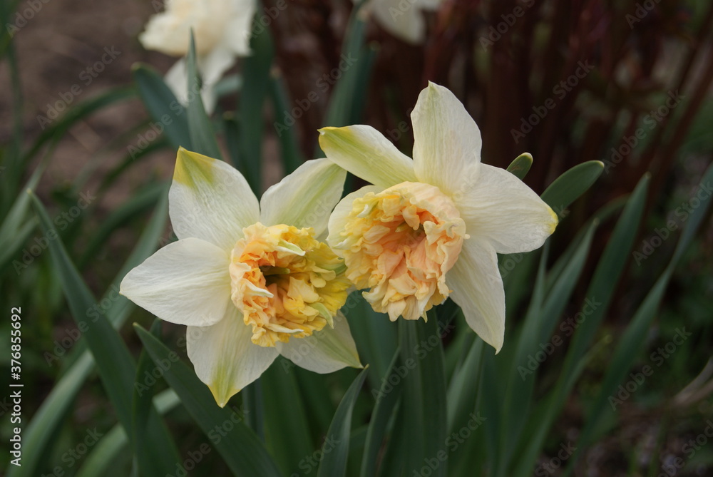 Unusual white-pink many-petal narcissus flowers close-up in the garden. Spring garden flowers.