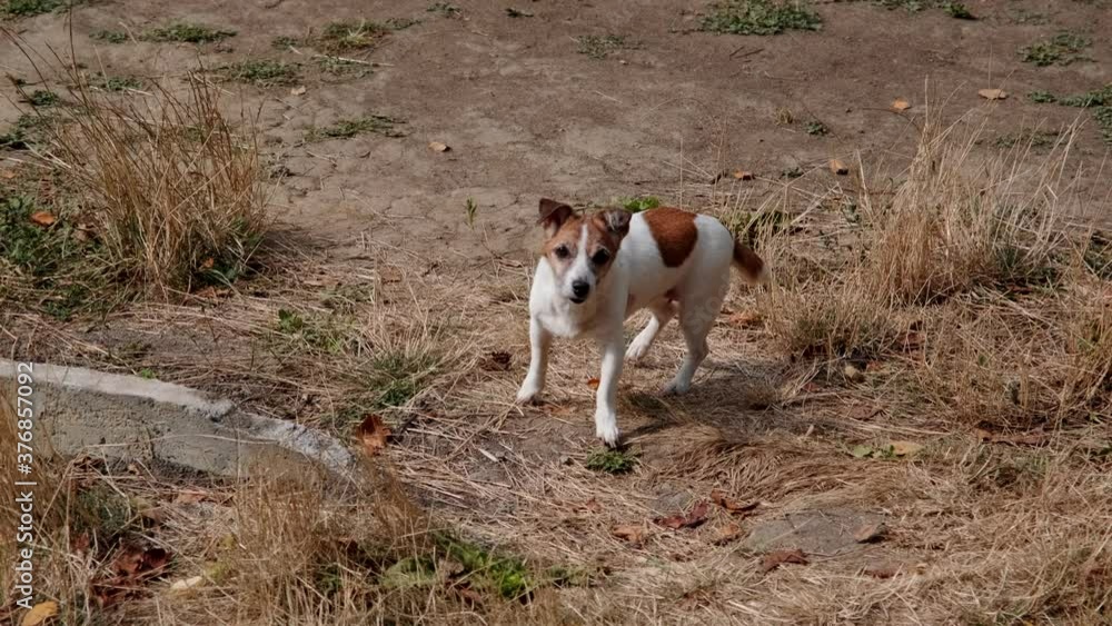 Jack Russell Terrier is resting on the grass. Jack Russell Terrier is resting on the grass.