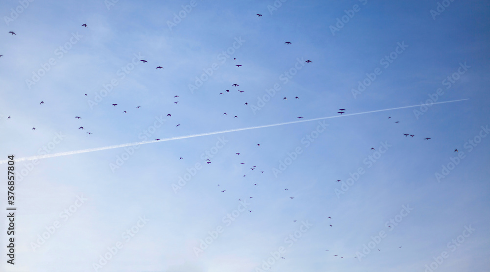 Fototapeta premium A flock of birds flies across the blue sky with clouds. Bird migration.